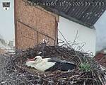 Capi_Dubne_20250518_091003.jpg