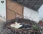 Capi_Dubne_20250518_094503.jpg
