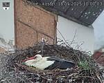Capi_Dubne_20250518_100003.jpg