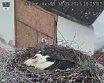 Capi_Dubne_20250518_102503.jpg