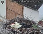 Capi_Dubne_20250518_103003.jpg