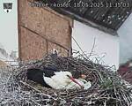 Capi_Dubne_20250518_113503.jpg