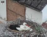 Capi_Dubne_20250518_120503.jpg