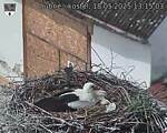 Capi_Dubne_20250518_131503.jpg