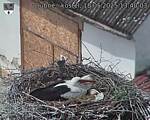 Capi_Dubne_20250518_134003.jpg