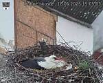 Capi_Dubne_20250518_150503.jpg