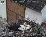 Capi_Dubne_20250518_165003.jpg