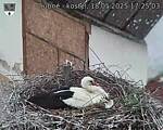 Capi_Dubne_20250518_172503.jpg