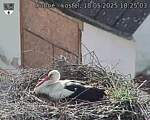 Capi_Dubne_20250518_182503.jpg