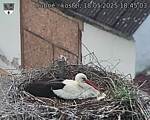 Capi_Dubne_20250518_184503.jpg