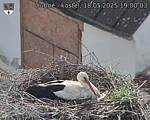 Capi_Dubne_20250518_190003.jpg