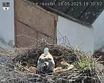 Capi_Dubne_20250518_193002.jpg