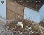 Capi_Dubne_20250518_202002.jpg