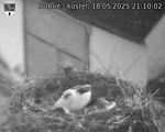 Capi_Dubne_20250518_211002.jpg
