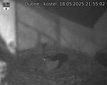 Capi_Dubne_20250518_215502.jpg