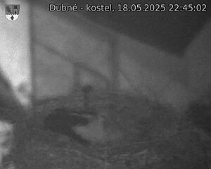 Capi_Dubne_20250518_224502.jpg (1350 x 1080)