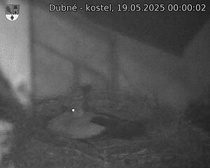 Capi_Dubne_20250519_000002.jpg (1350 x 1080)