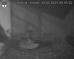 Capi_Dubne_20250519_004502.jpg