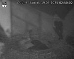 Capi_Dubne_20250519_025002.jpg