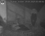Capi_Dubne_20250519_030002.jpg