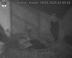 Capi_Dubne_20250519_030502.jpg