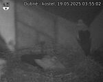 Capi_Dubne_20250519_035502.jpg