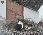 Capi_Dubne_20250519_051502.jpg