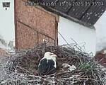 Capi_Dubne_20250519_053504.jpg