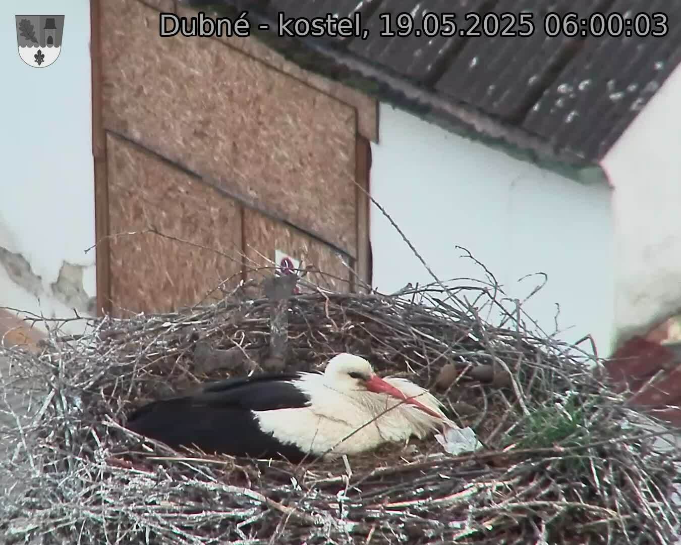 Capi_Dubne_20250519_060003.jpg (1350 x 1080)