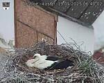 Capi_Dubne_20250519_064002.jpg