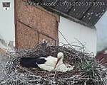 Capi_Dubne_20250519_070504.jpg