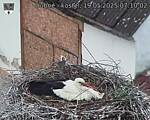 Capi_Dubne_20250519_071002.jpg