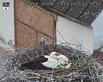 Capi_Dubne_20250519_075002.jpg