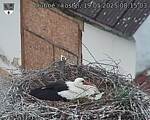 Capi_Dubne_20250519_081503.jpg