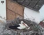 Capi_Dubne_20250519_083002.jpg