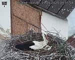 Capi_Dubne_20250519_090504.jpg