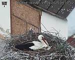 Capi_Dubne_20250519_091002.jpg
