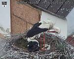 Capi_Dubne_20250519_093003.jpg