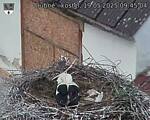 Capi_Dubne_20250519_094504.jpg