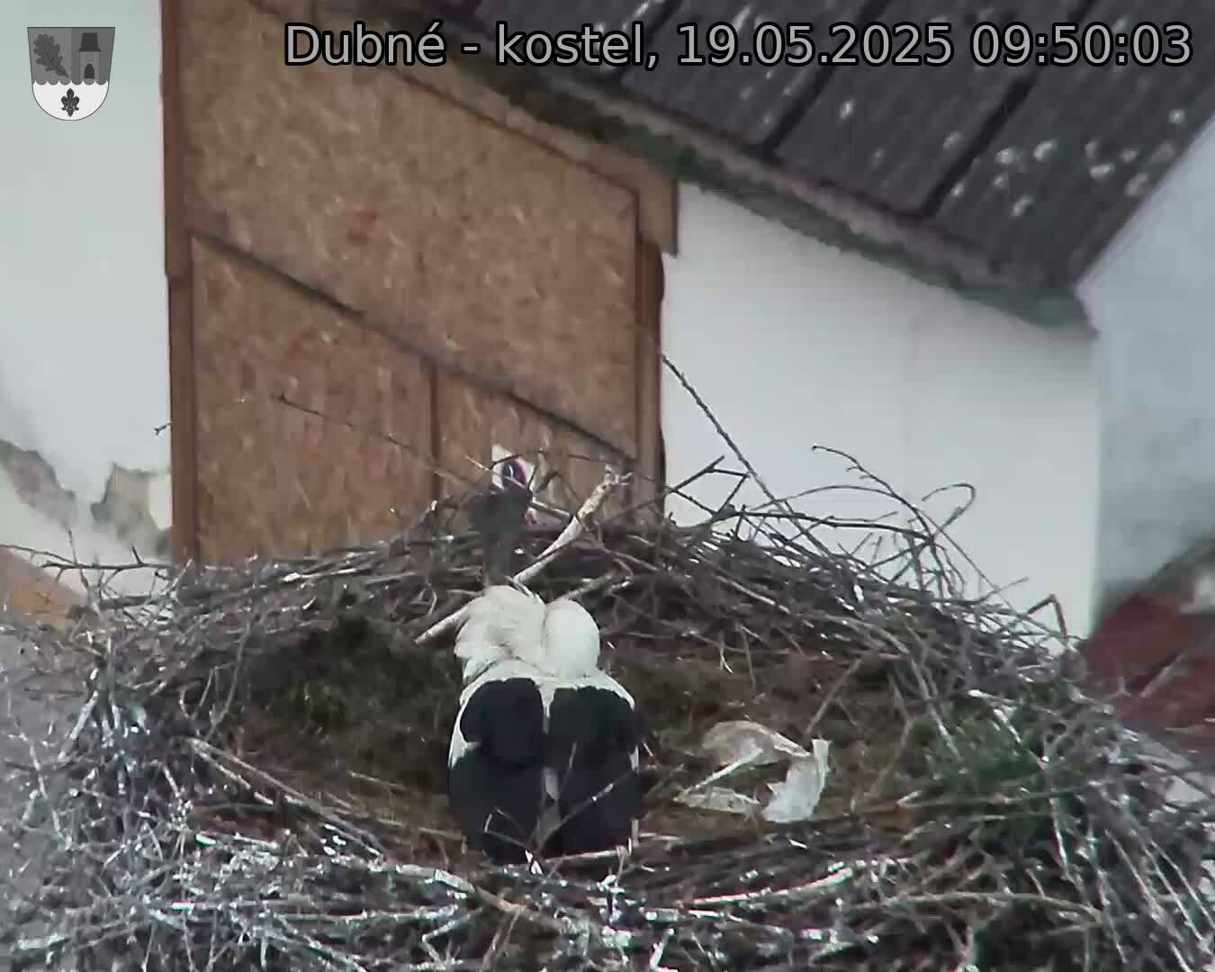 Capi_Dubne_20250519_095003.jpg (1350 x 1080)