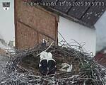 Capi_Dubne_20250519_095003.jpg