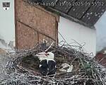 Capi_Dubne_20250519_095502.jpg