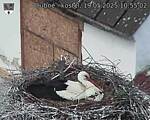 Capi_Dubne_20250519_105502.jpg
