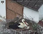 Capi_Dubne_20250519_112003.jpg