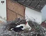 Capi_Dubne_20250519_114002.jpg