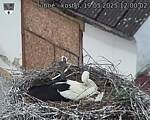 Capi_Dubne_20250519_120002.jpg