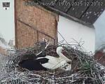 Capi_Dubne_20250519_122002.jpg