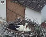 Capi_Dubne_20250519_125504.jpg