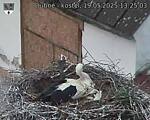 Capi_Dubne_20250519_132503.jpg