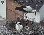 Capi_Dubne_20250519_135003.jpg